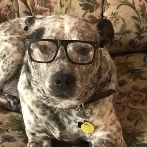 Meet your Posher, Harrison